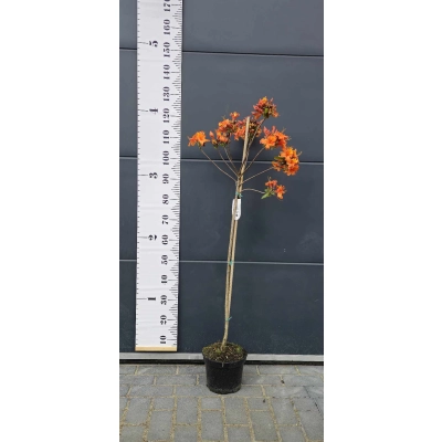 Azalia na pniu wielkokwiatowa Pomarańczowa